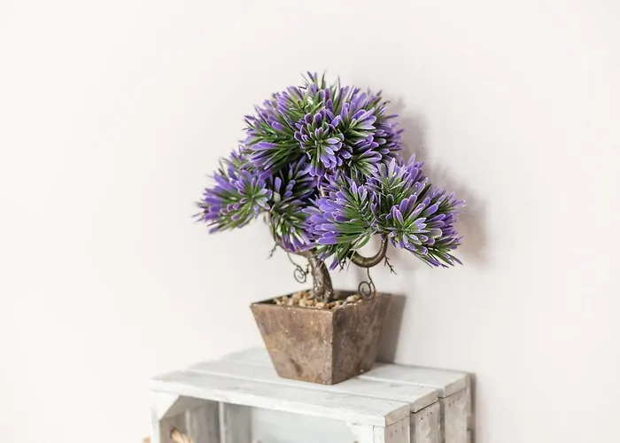 Claudia كونيل ذي لا فرونتيرا